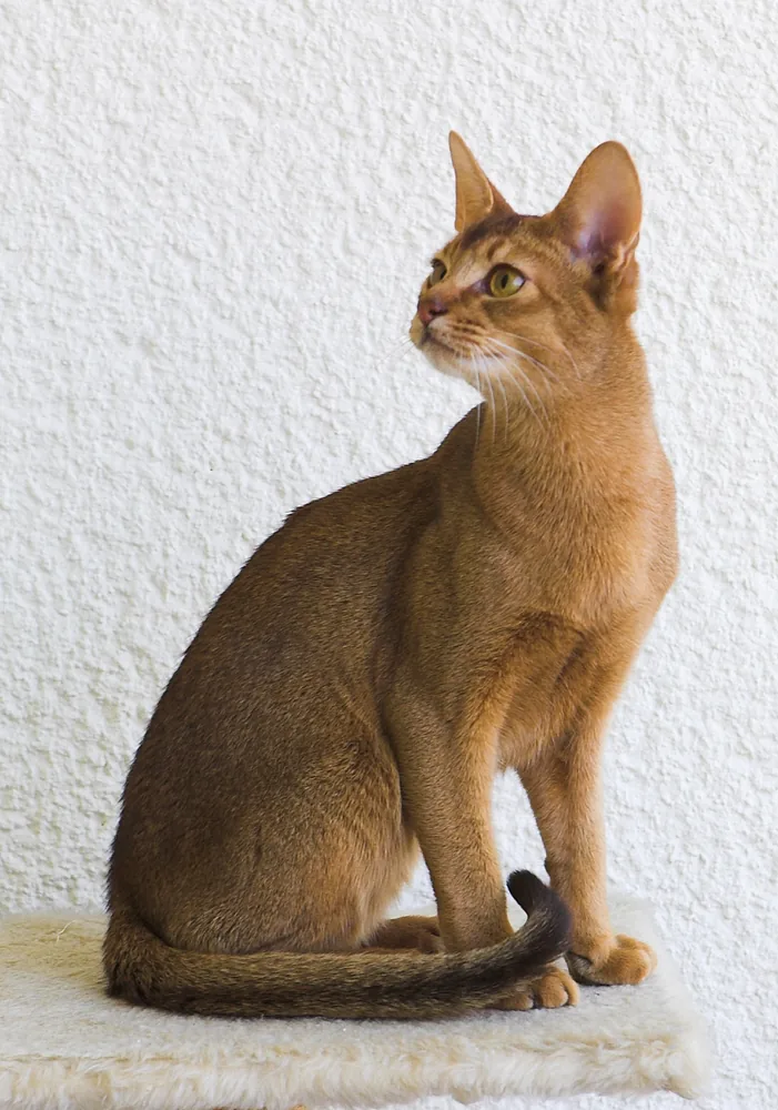 Abyssinian — feline cost calculator breed profile