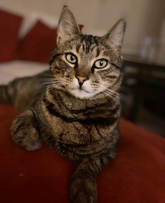 Aegean — feline cost calculator breed profile