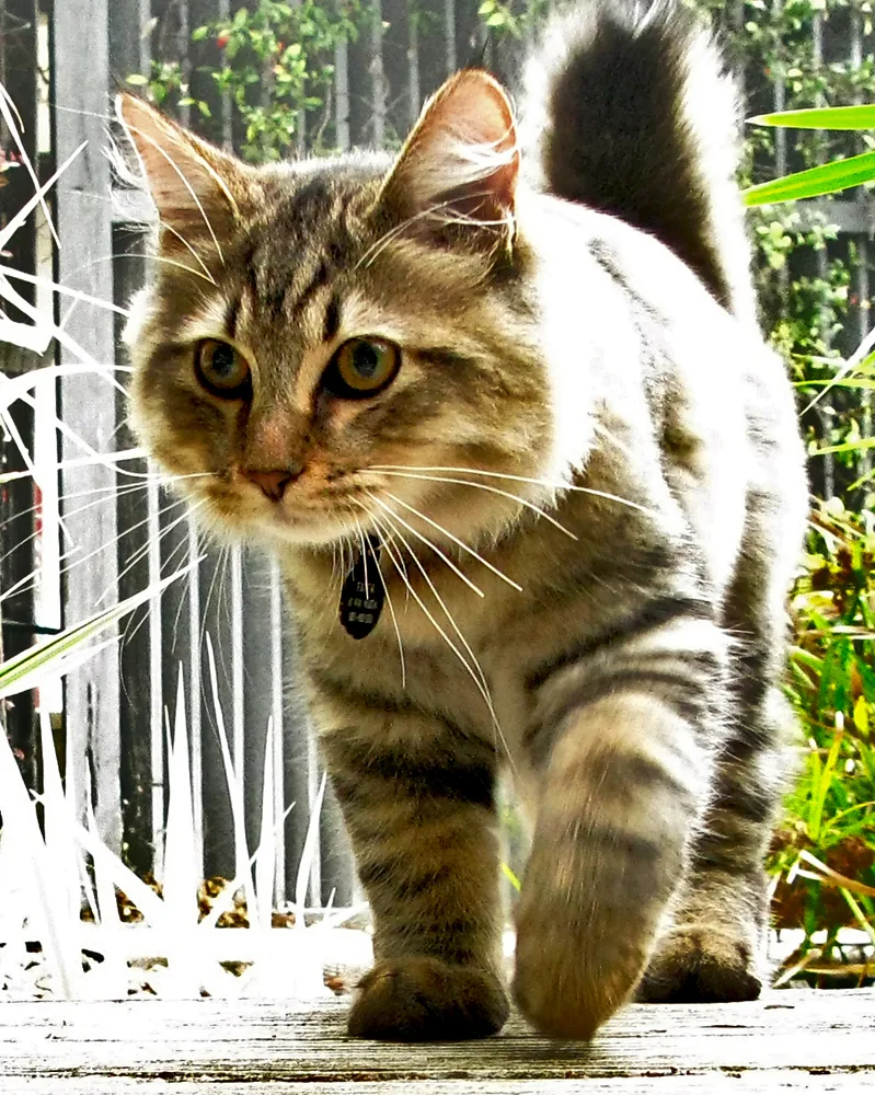 American Bobtail — feline cost calculator breed profile