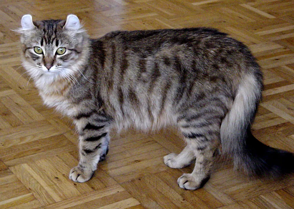 American Curl — feline cost calculator breed profile
