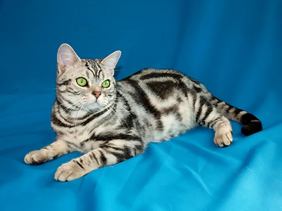 American Shorthair — feline cost calculator breed profile