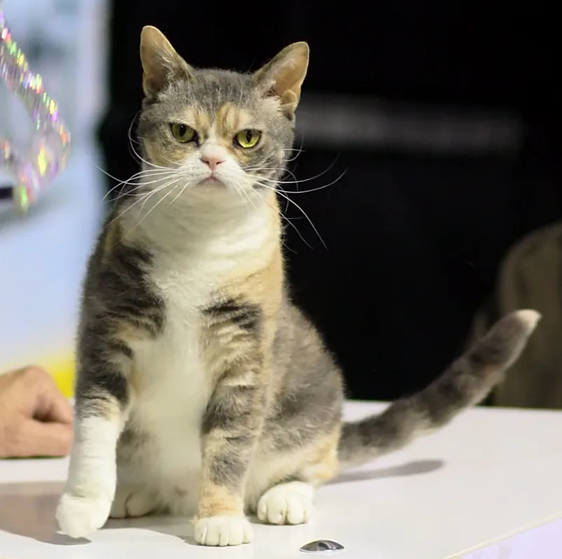 American Wirehair — feline cost calculator breed profile