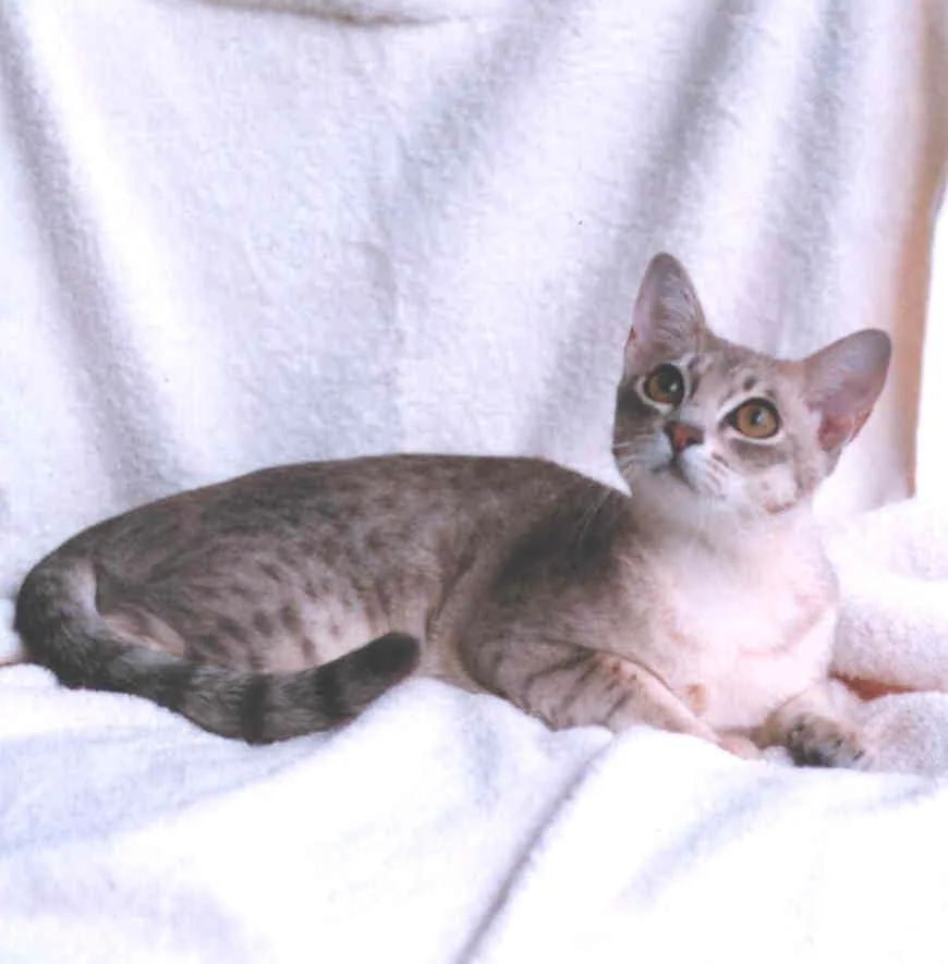 Australian Mist — feline cost calculator breed profile