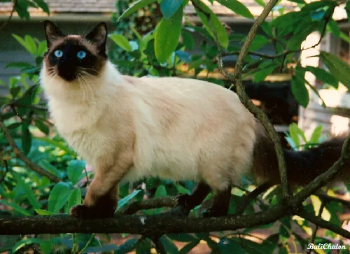Balinese — feline cost calculator breed profile