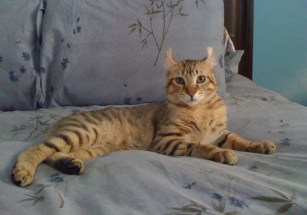 Bambino — feline cost calculator breed profile