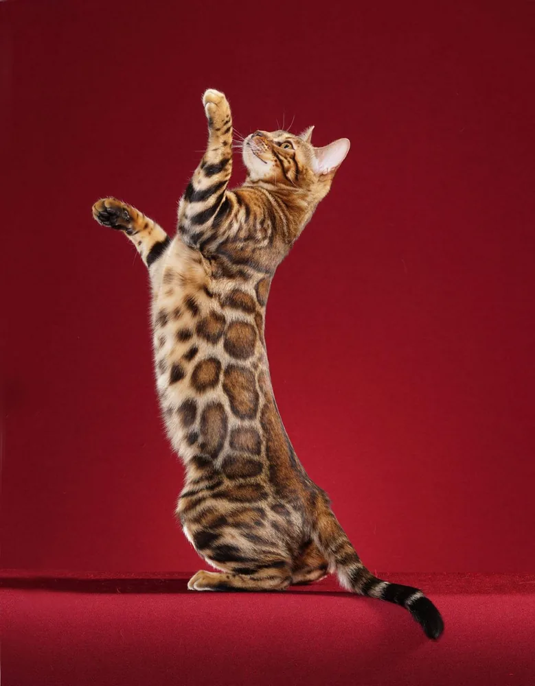 Bengal — feline cost calculator breed profile