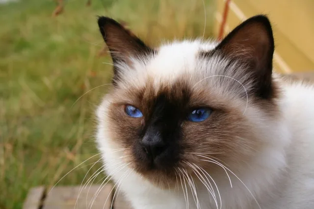 Birman — feline cost calculator breed profile