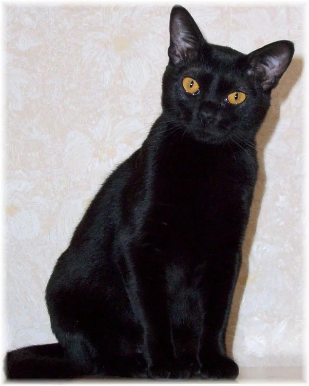 Bombay — feline cost calculator breed profile
