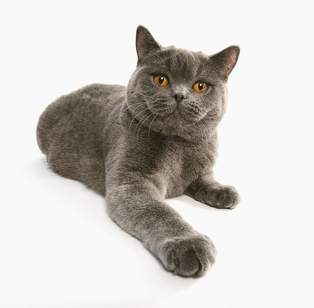 British Longhair — feline cost calculator breed profile