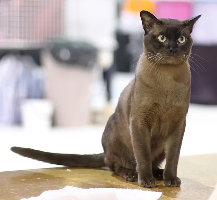 Burmese — feline cost calculator breed profile