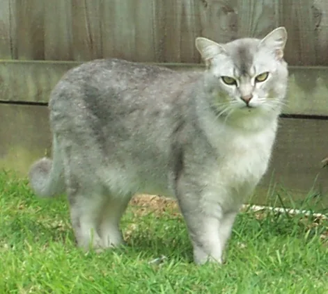 Burmilla — feline cost calculator breed profile