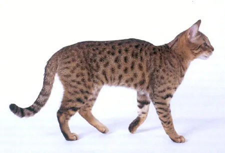 California Spangled — feline cost calculator breed profile