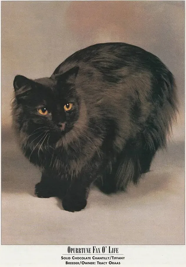 Chantilly-Tiffany — feline cost calculator breed profile