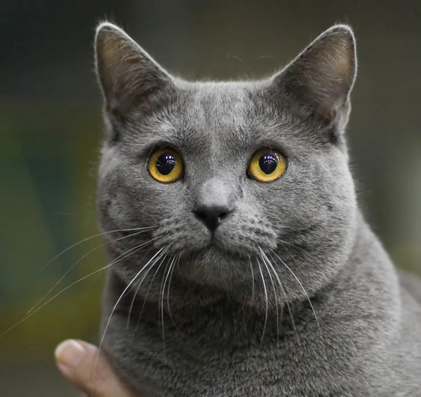 Chartreux — feline cost calculator breed profile