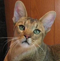 Chausie — feline cost calculator breed profile