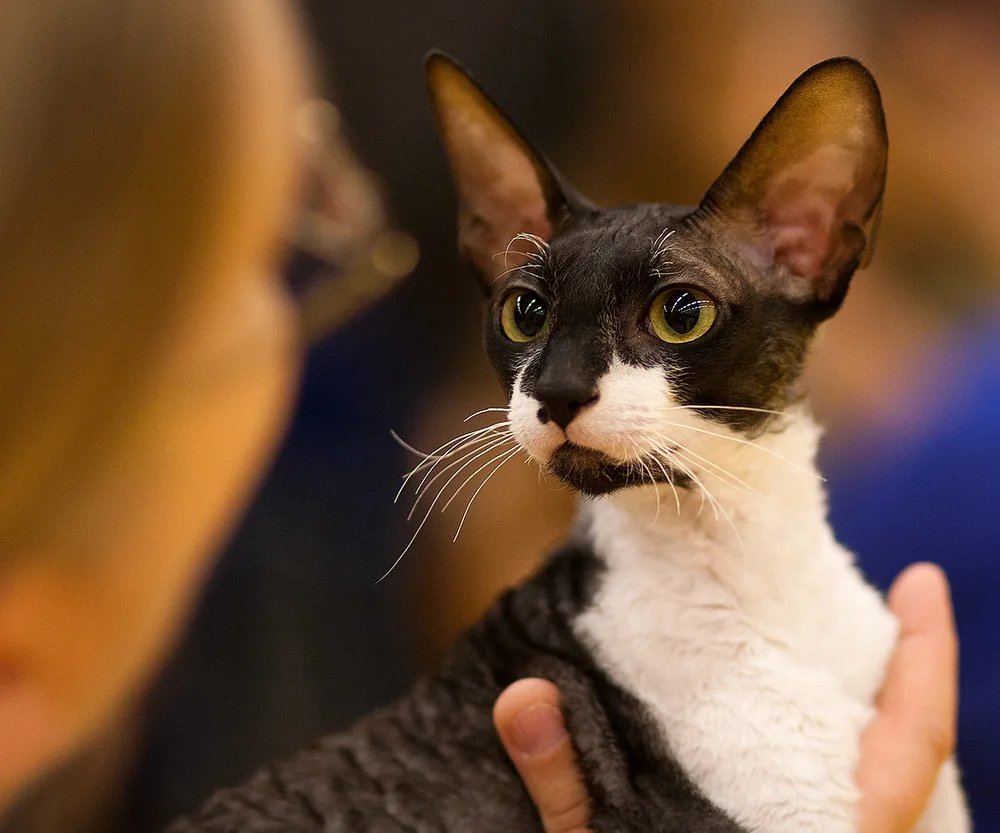 Cornish Rex — feline cost calculator breed profile