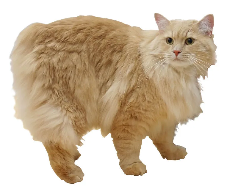 Cymric — feline cost calculator breed profile