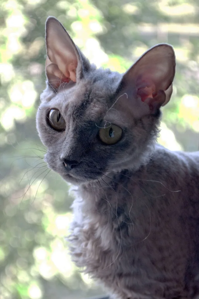 Devon Rex — feline cost calculator breed profile