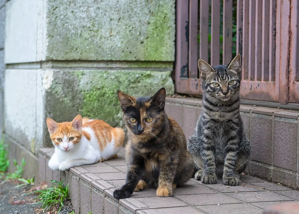 Domestic Shorthair — feline cost calculator breed profile