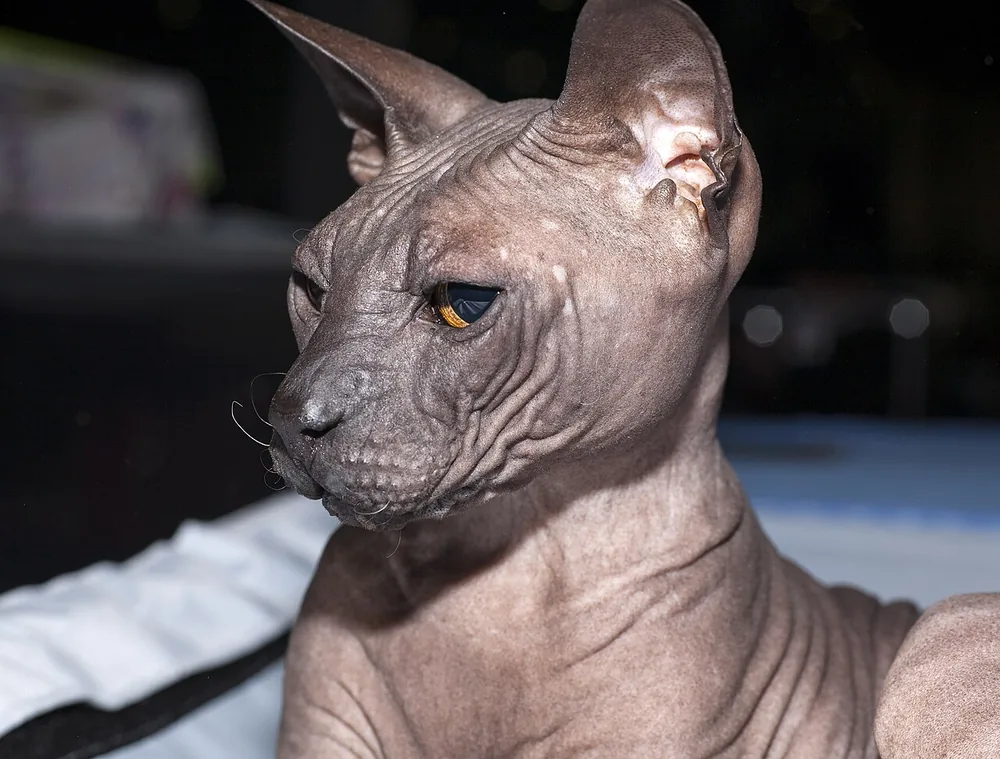 Donskoy — feline cost calculator breed profile