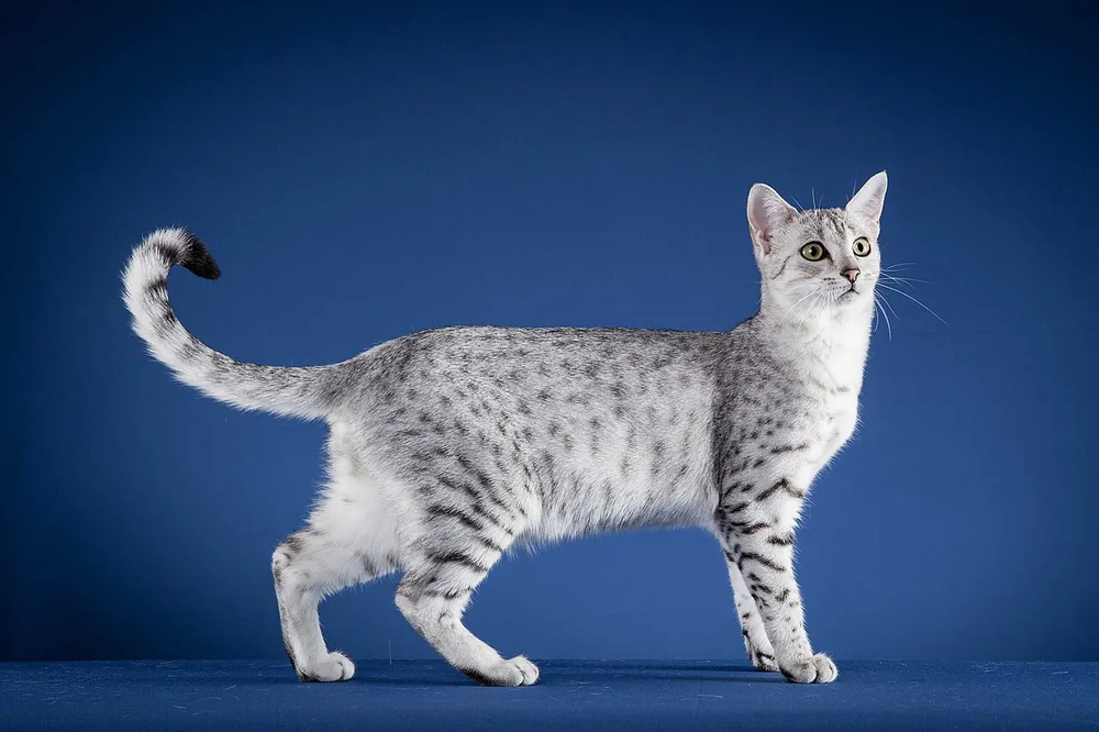 Egyptian Mau — feline cost calculator breed profile