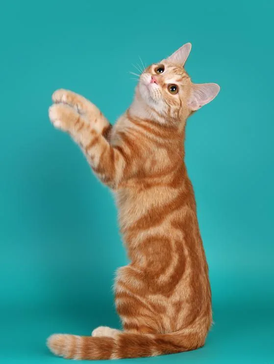 European Shorthair — feline cost calculator breed profile