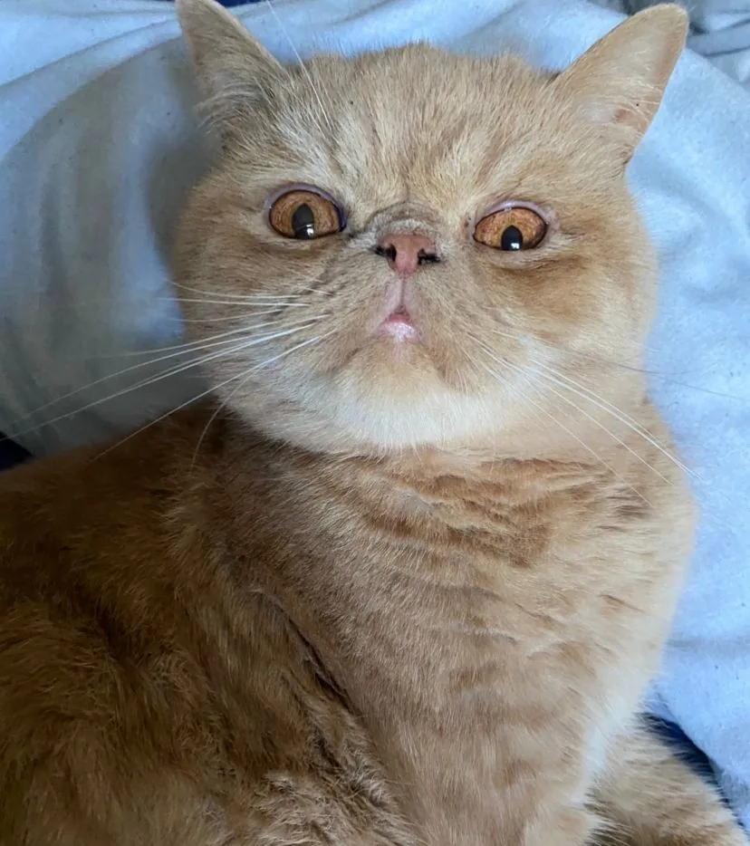 Exotic Shorthair — feline cost calculator breed profile