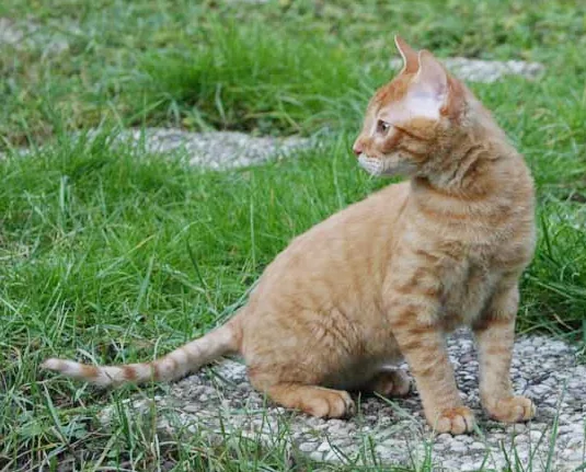 German Rex — feline cost calculator breed profile