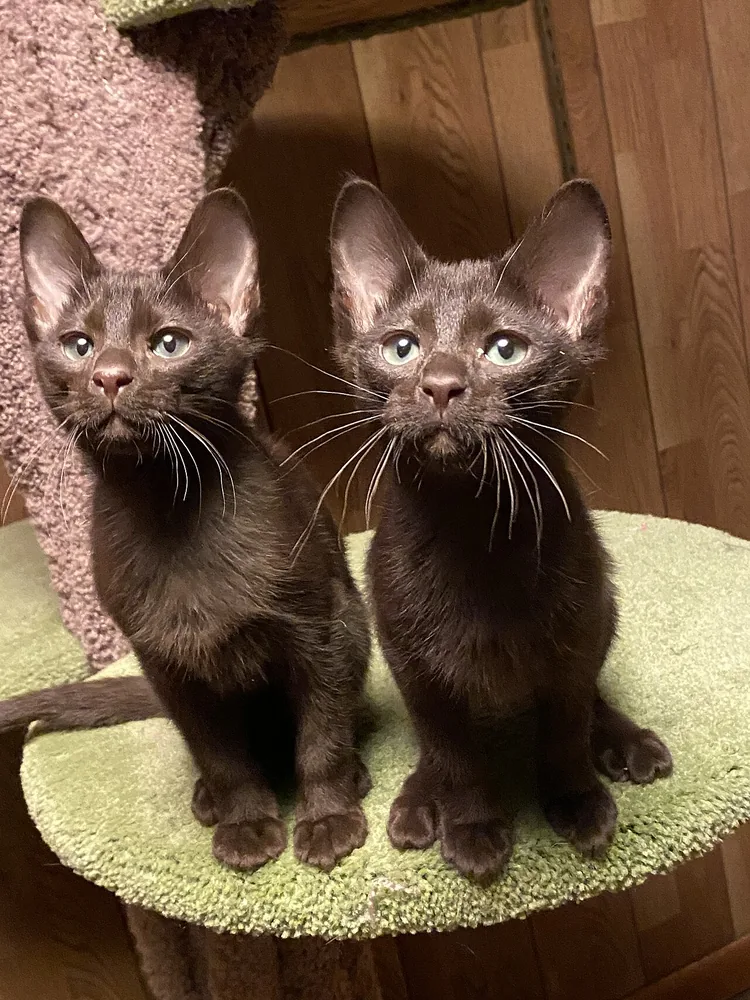 Havana Brown — feline cost calculator breed profile