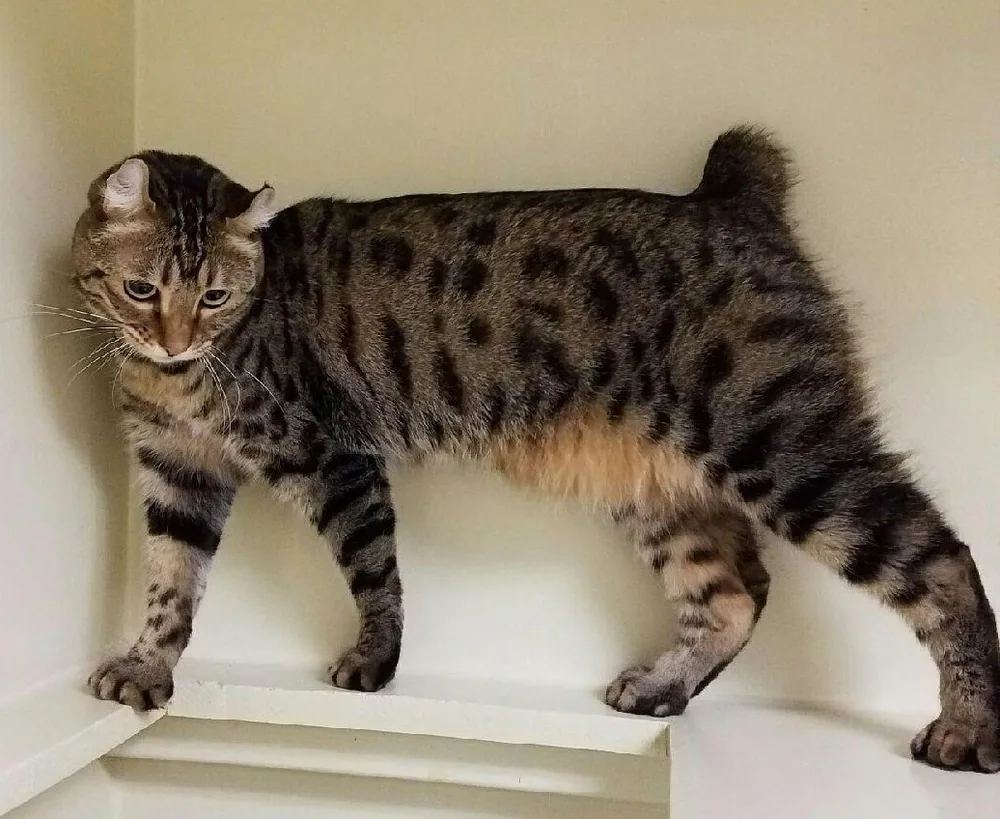 Highlander — feline cost calculator breed profile