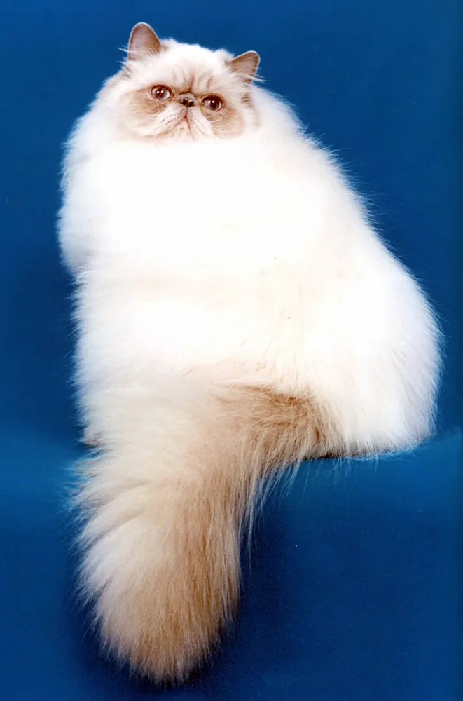 Himalayan — feline cost calculator breed profile