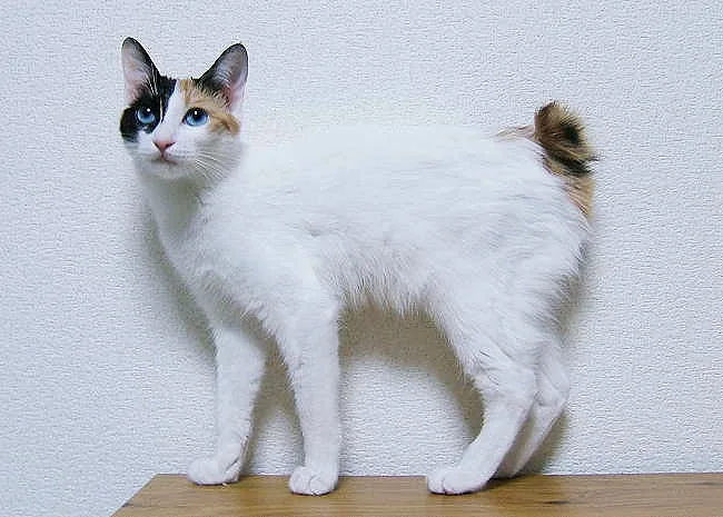 Japanese Bobtail — feline cost calculator breed profile