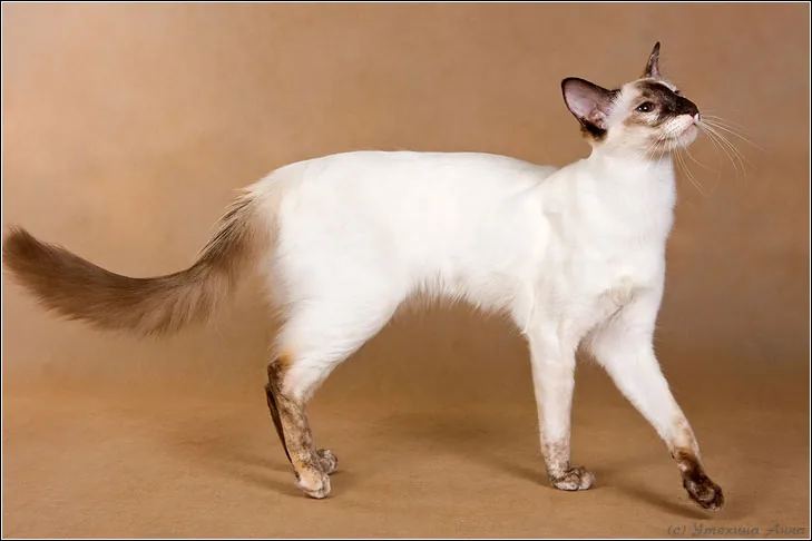 Javanese — feline cost calculator breed profile