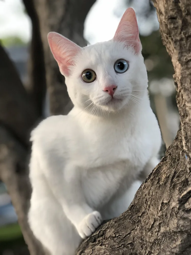 Khao Manee — feline cost calculator breed profile