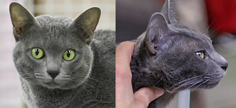 Korat — feline cost calculator breed profile
