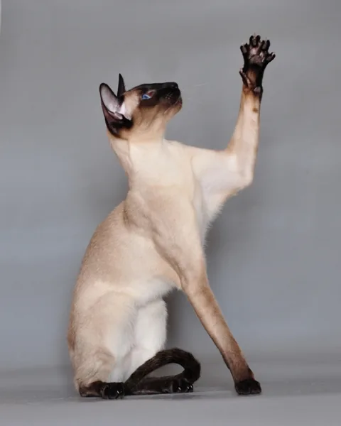 Korn Ja — feline cost calculator breed profile
