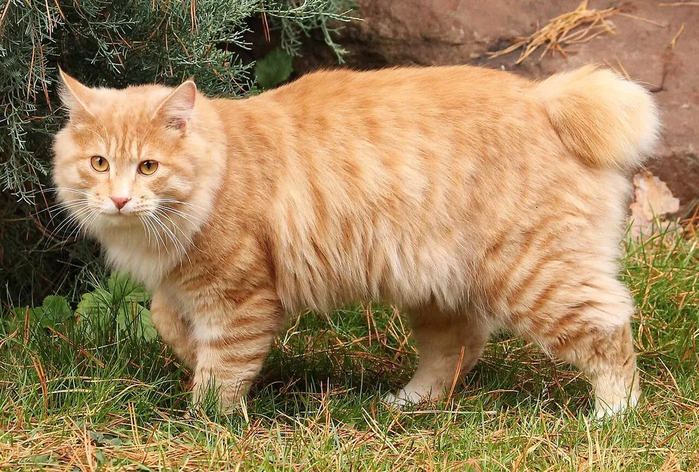 Kurilian Bobtail — feline cost calculator breed profile
