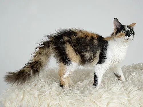LaPerm — feline cost calculator breed profile