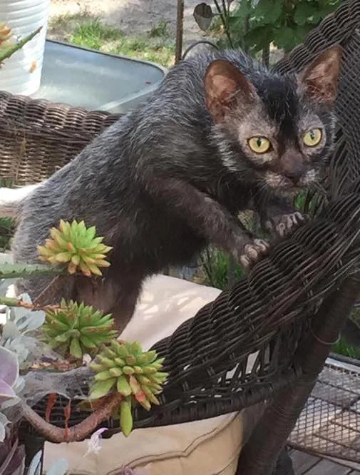 Lykoi — feline cost calculator breed profile