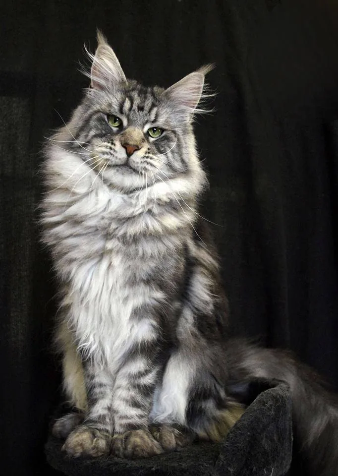 Maine Coon — feline cost calculator breed profile