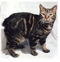 Manx — feline cost calculator breed profile