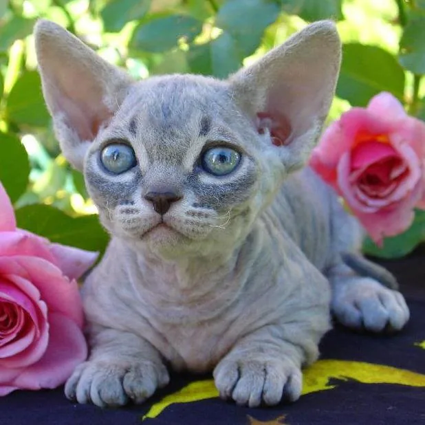 Minskin — feline cost calculator breed profile