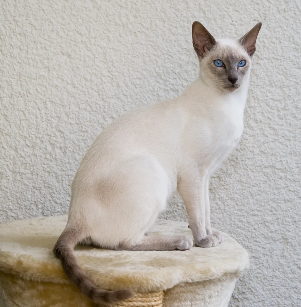 Mixed Breed Cat — feline cost calculator breed profile