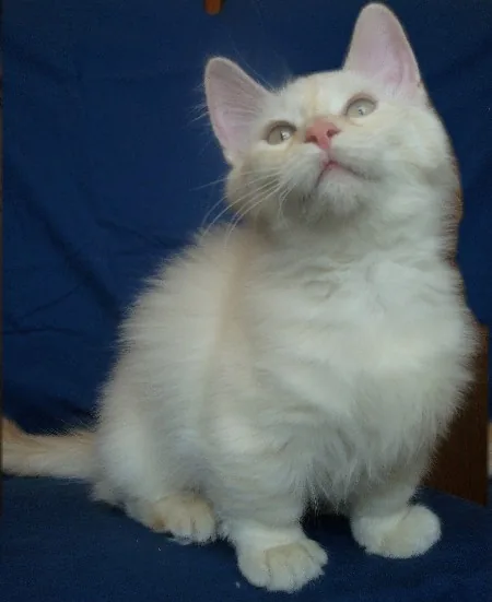 Munchkin — feline cost calculator breed profile