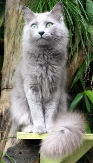 Nebelung — feline cost calculator breed profile