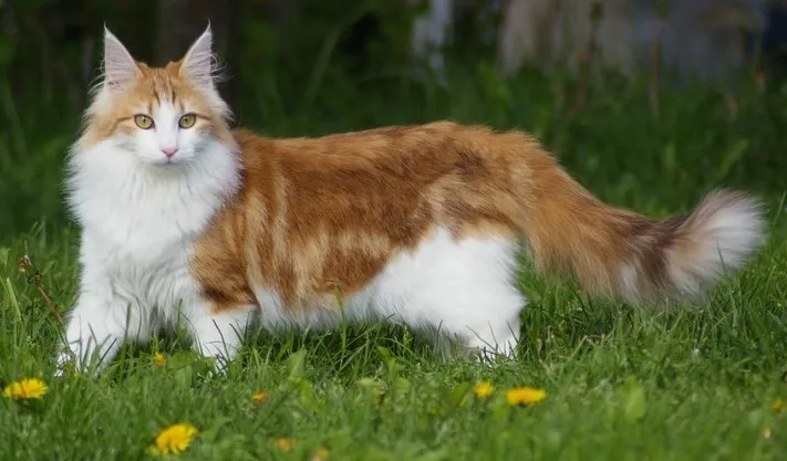 Norwegian Forest Cat — feline cost calculator breed profile