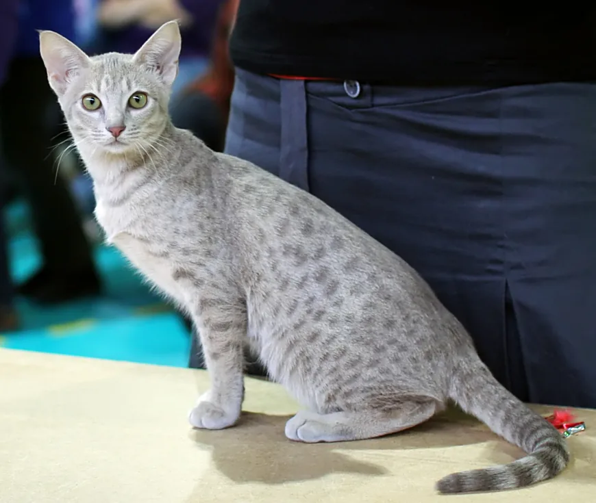 Ocicat — feline cost calculator breed profile