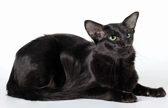 Oriental Longhair — feline cost calculator breed profile