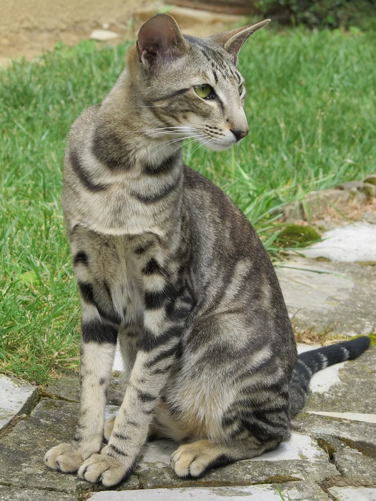 Oriental Shorthair — feline cost calculator breed profile