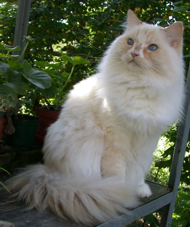 RagaMuffin — feline cost calculator breed profile